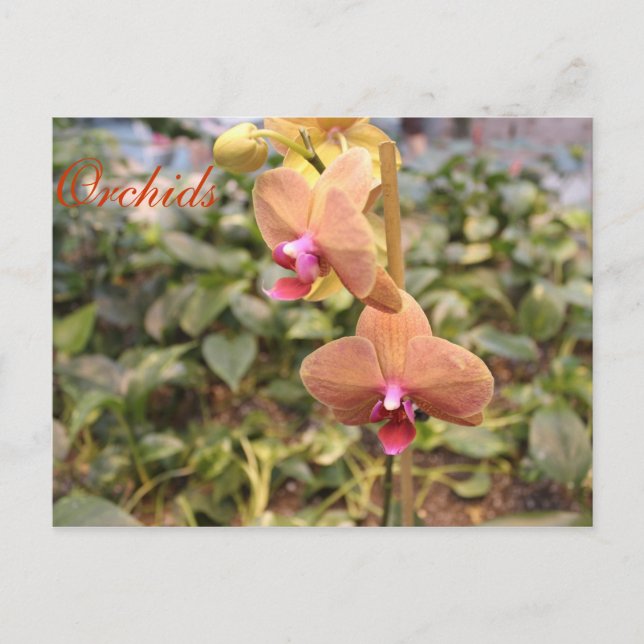 Orchideen # 4 postkarte (Vorderseite)