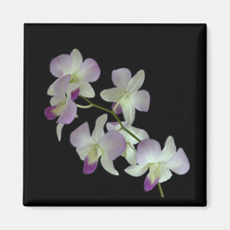 Orchideen auf Schwarz Magnet