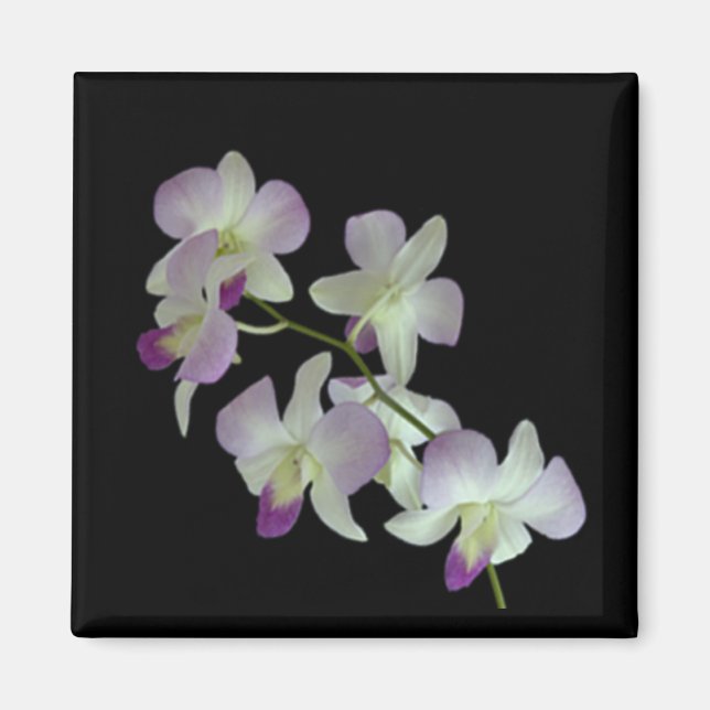 Orchideen auf Schwarz Magnet (Vorne)