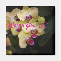 Orchideen aus Rosa und Gelb, Washington, D.C.