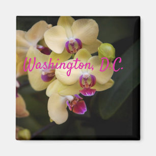 Orchideen aus Rosa und Gelb, Washington, D.C. Magnet