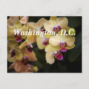 Orchideen aus Rosa und Gelb, Washington, D.C. Postkarte