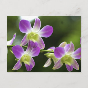 Orchideen Bloom Postkarte