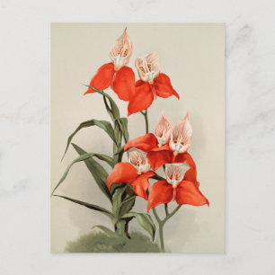 Orchideen Blühen Blume Vintag Alte Illustration Postkarte