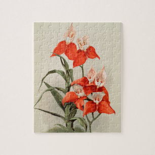 Orchideen Blühen Blume Vintag Alte Illustration Puzzle