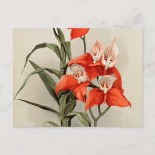 Orchideen blühende Blume Vintage alte Illustration Postkarte