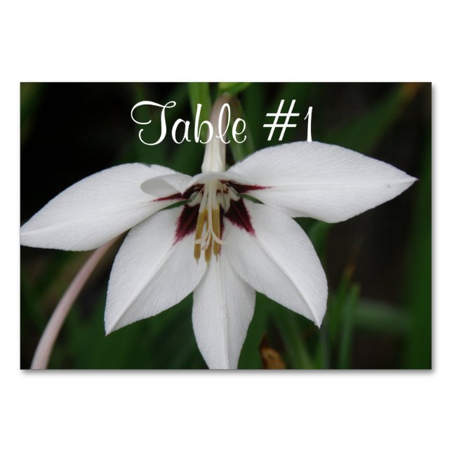 Orchideen-Blume Tischnummer (Vorderseite)