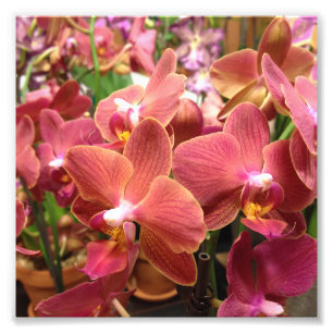 Orchideen-Blumen-Fotos Fotodruck