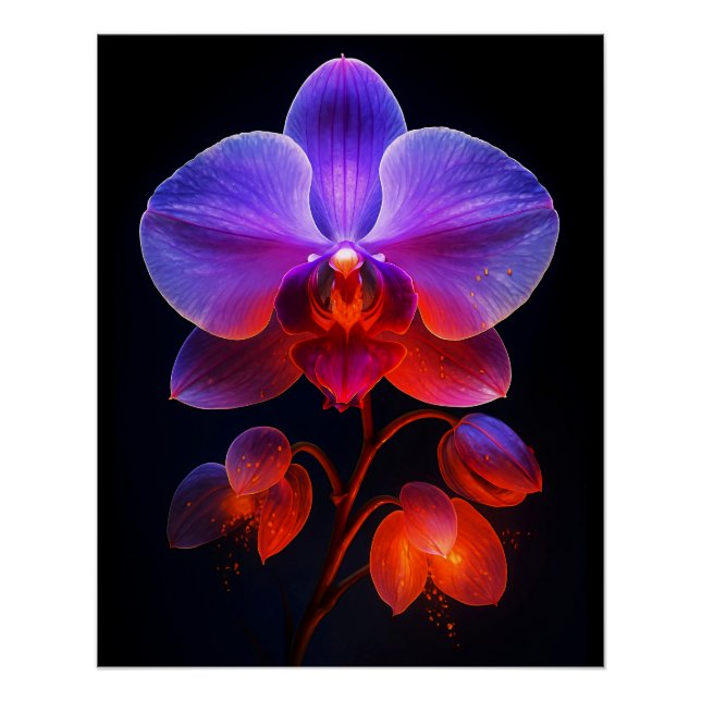 Orchideen Blüte im Strahlendem Licht Poster (Vorderseite)