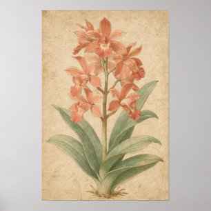Orchideen-Botanikdruck Poster