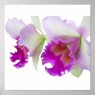 Orchideen (Cattleya) Poster