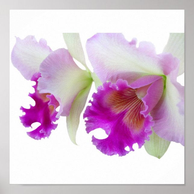 Orchideen (Cattleya) Poster (Vorne)