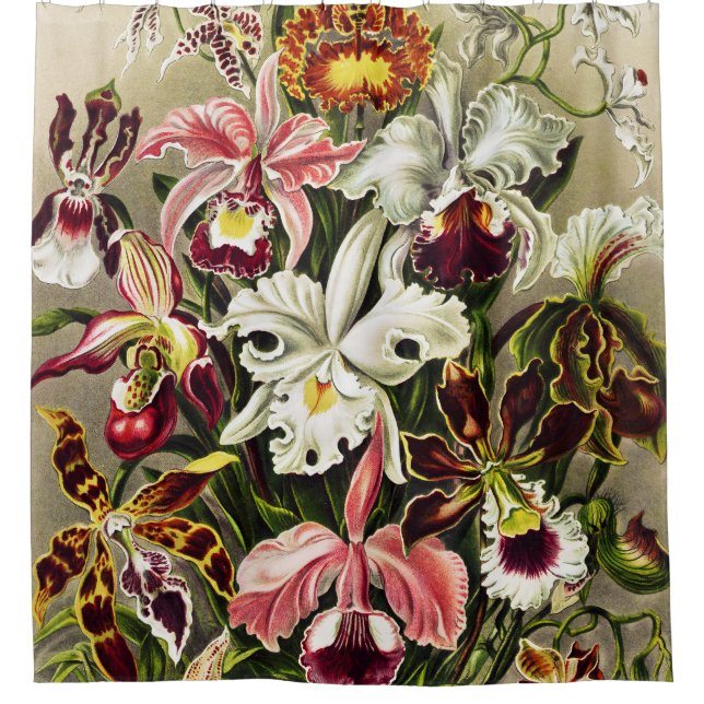 Orchideen Denusblumen Ernst Haeckel Duschvorhang (Vorderseite)