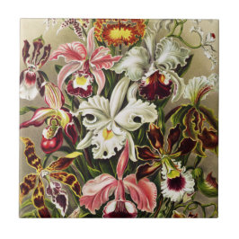 Orchideen Denusblumen Ernst Haeckel Fliese