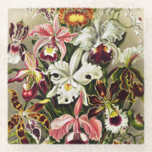 Orchideen Denusblumen Ernst Haeckel