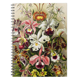Orchideen Denusblumen Ernst Haeckel Notizblock