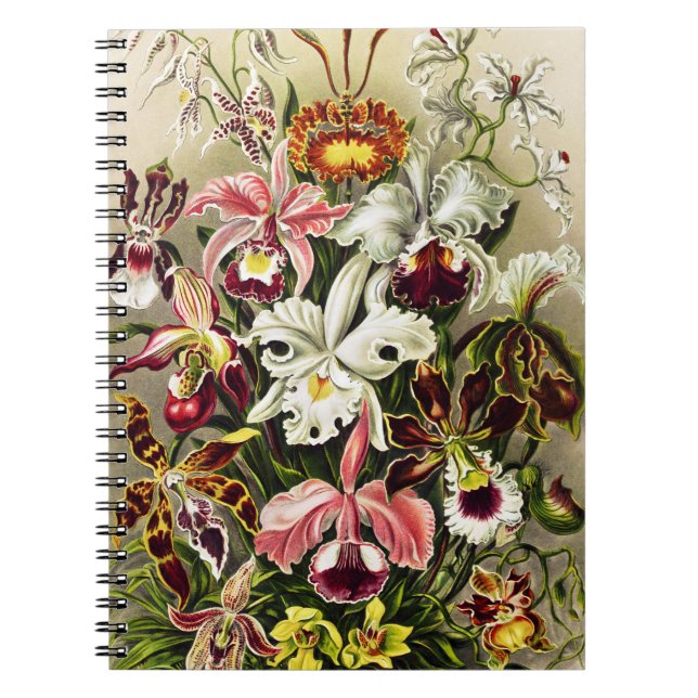 Orchideen Denusblumen Ernst Haeckel Notizblock (Vorderseite)