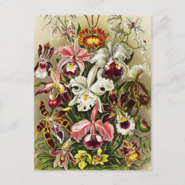 Orchideen Denusblumen Ernst Haeckel Postkarte