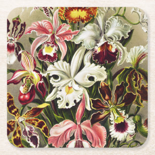 Orchideen Denusblumen Ernst Haeckel Rechteckiger Pappuntersetzer