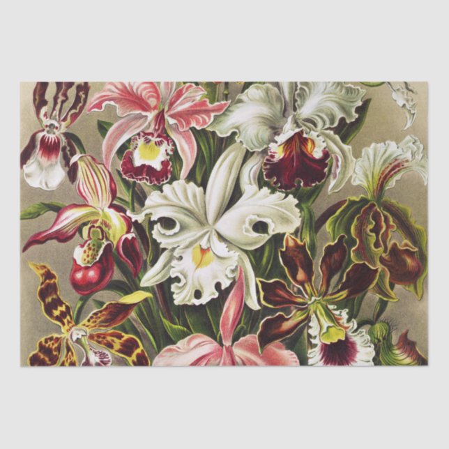Orchideen Denusblumen Ernst Haeckel Seidenpapier (Vorderseite)