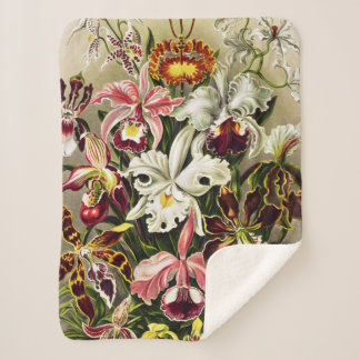 Orchideen Denusblumen Ernst Haeckel Sherpadecke