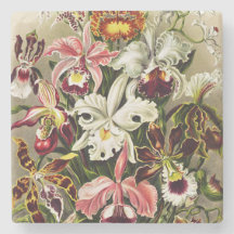 Orchideen Denusblumen Ernst Haeckel