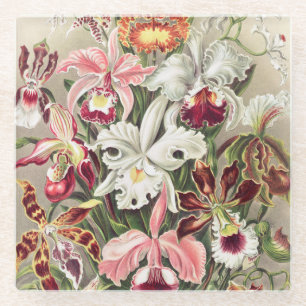 Orchideen Denusblumen von Ernst Haeckel Glasuntersetzer