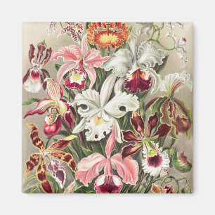 Orchideen Denusblumen von Ernst Haeckel Magnet