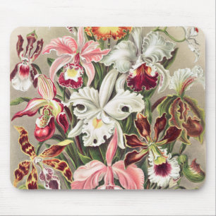 Orchideen Denusblumen von Ernst Haeckel Mousepad