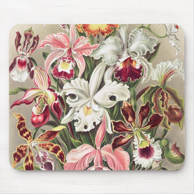 Orchideen Denusblumen von Ernst Haeckel Mousepad (Vorne)