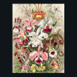 Orchideen Denusblumen von Ernst Haeckel Poster<br><div class="desc">Orchideen Denusblumen von Ernst Haeckel Poster</div>