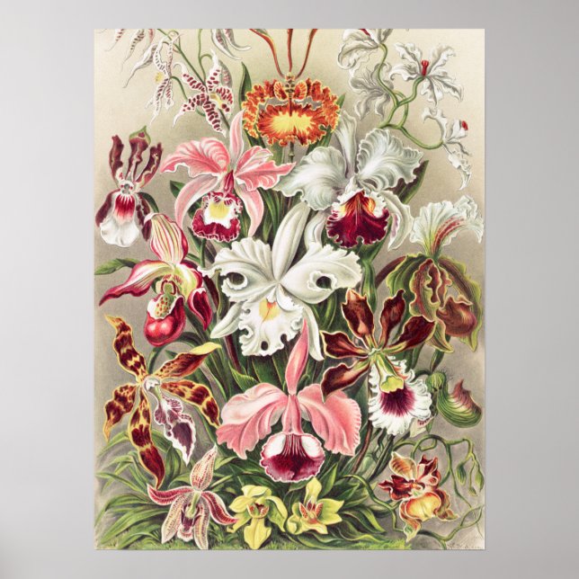 Orchideen Denusblumen von Ernst Haeckel Poster (Vorne)