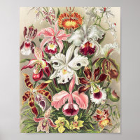 Orchideen Denusblumen von Ernst Haeckel