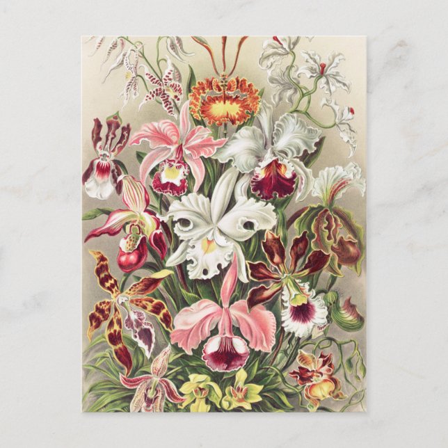 Orchideen Denusblumen von Ernst Haeckel Postkarte (Vorderseite)
