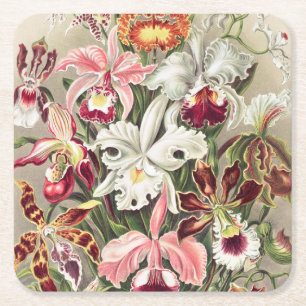 Orchideen Denusblumen von Ernst Haeckel Rechteckiger Pappuntersetzer