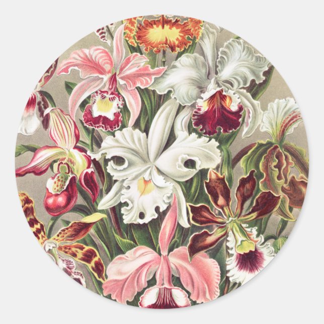Orchideen Denusblumen von Ernst Haeckel Runder Aufkleber (Vorderseite)