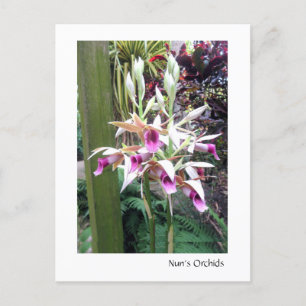 Orchideen der Nonnen 2 Postkarte