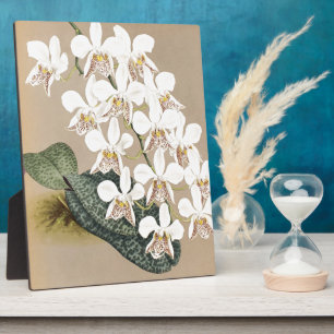 Orchideen Fotoplatte