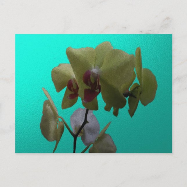 Orchideen: Gelb und Weiß Postkarte (Vorderseite)