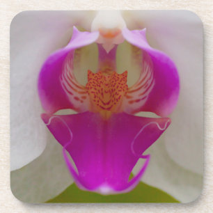 Orchideen-harte PlastikUntersetzer (Set von 6) Getränkeuntersetzer