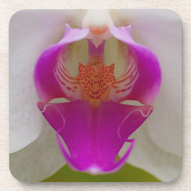 Orchideen-harte PlastikUntersetzer (Set von 6) Getränkeuntersetzer (Vorderseite)