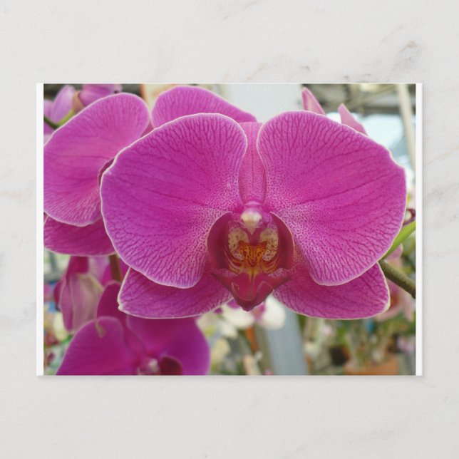 Orchideen Hot Pink Postkarte (Vorderseite)