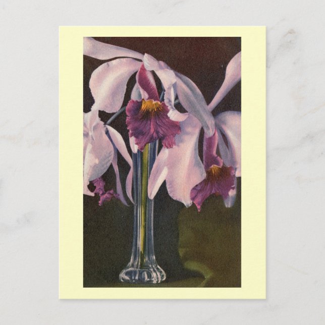 Orchideen in einer Vase, Vintag Postkarte (Vorderseite)