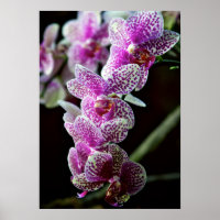 Orchideen in Lila Poster