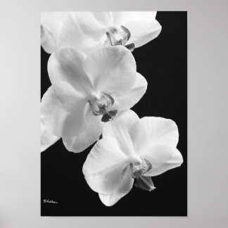 Orchideen in Schwarz-Weiß-Poster, 24x33,6 Poster
