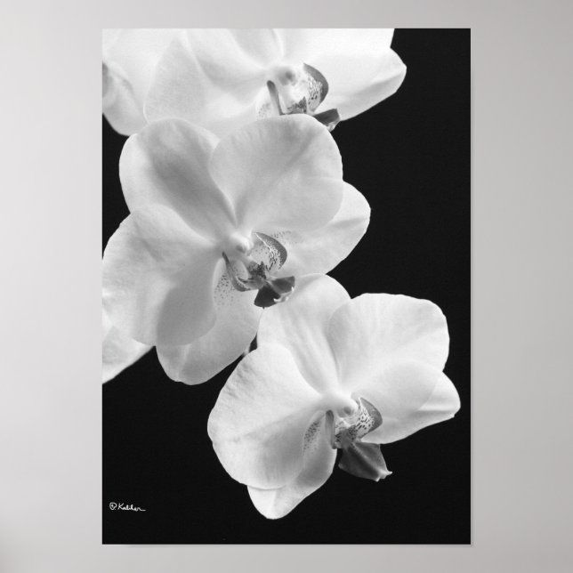 Orchideen in Schwarz-Weiß-Poster, 24x33,6 Poster (Vorne)