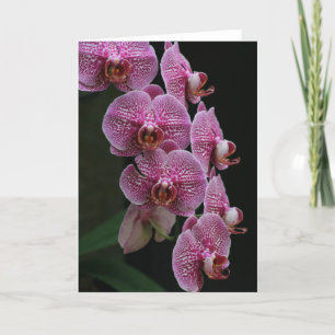 Orchideen Karte