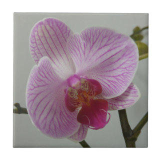 Orchideen-Keramik-Fliese Fliese