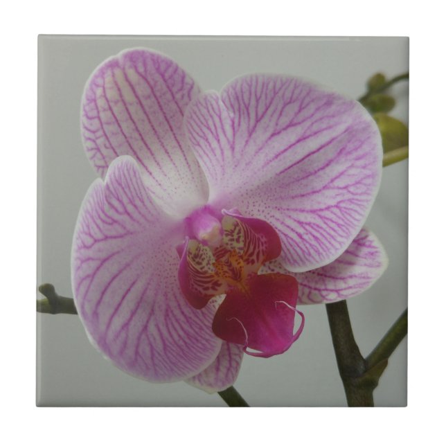 Orchideen-Keramik-Fliese Fliese (Vorderseite)