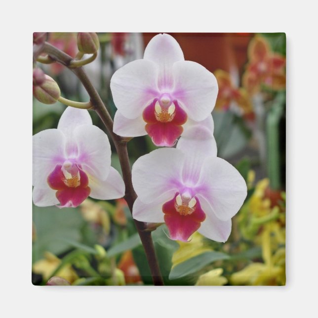 Orchideen Magnet (Vorne)